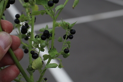 Solanum interius