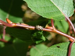 Mulsantina hudsonica