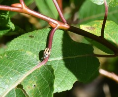 Mulsantina hudsonica
