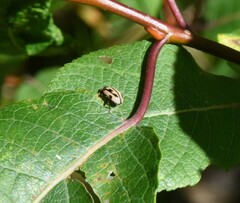 Mulsantina hudsonica
