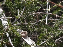 Asparagus acutifolius