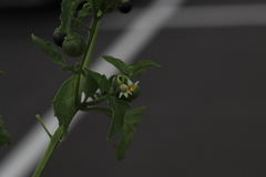 Solanum interius