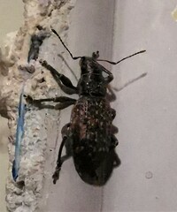 Brachyderes incanus