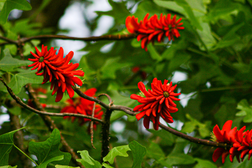 Erythrina livingstoniana image