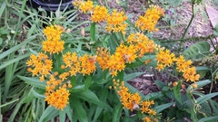 Asclepias tuberosa