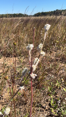 Froelichia floridana