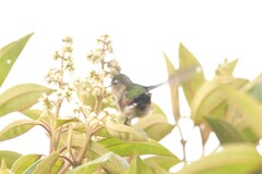 Ramphomicron microrhynchum