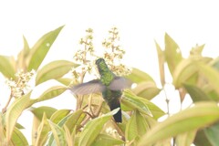 Ramphomicron microrhynchum