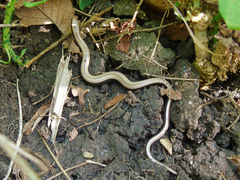 Anguis colchica