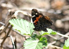 Vanessa indica
