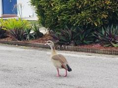 Alopochen aegyptiaca