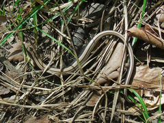 Anguis colchica