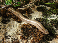 Anguis colchica