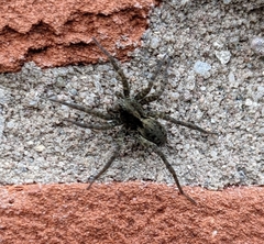 Pardosa amentata