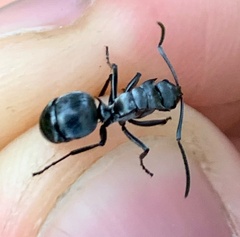 Polyrhachis militaris