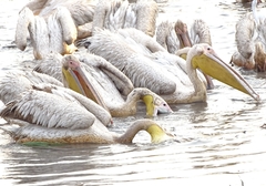 Pelecanus onocrotalus