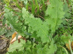 Carduus crispus