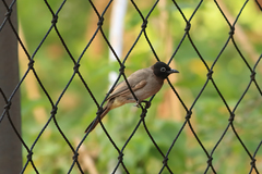 Pycnonotus xanthopygos