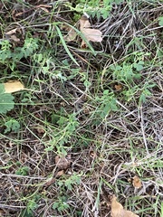 Melilotus officinalis
