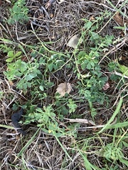 Melilotus officinalis