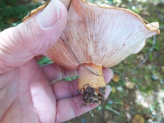 Tricholoma aurantium