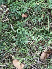 Melilotus officinalis