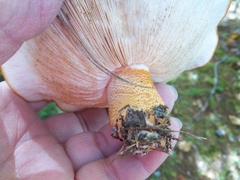 Tricholoma aurantium