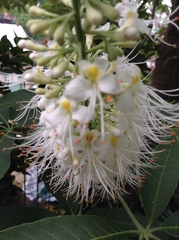 Aesculus chinensis