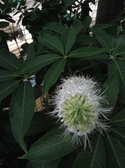 Aesculus chinensis