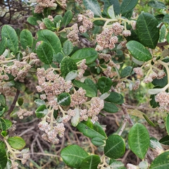 Spyridium globulosum