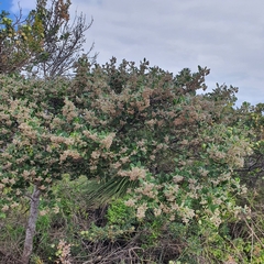 Spyridium globulosum