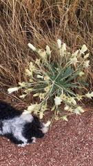 Mentzelia multiflora