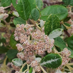 Spyridium globulosum