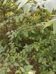 Cotoneaster bullatus