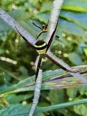 Argiope