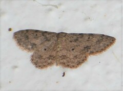 Scopula plantagenaria