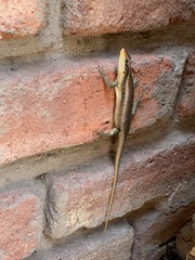Trachylepis wahlbergii