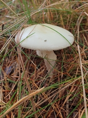 Amanita virosa