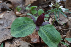 Trillium sessile