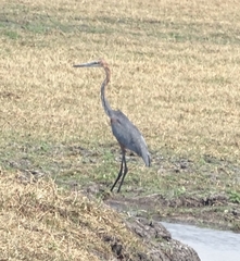 Ardea goliath