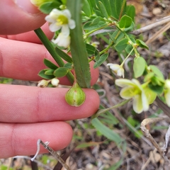 Phyllanthus calycinus
