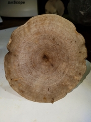 Lactarius quietus incanus