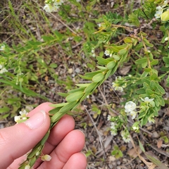 Phyllanthus calycinus