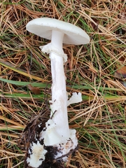 Amanita virosa
