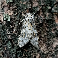 Eucereon myrina