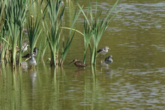 Limnodromus scolopaceus