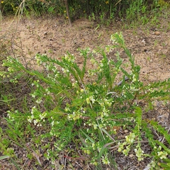 Phyllanthus calycinus