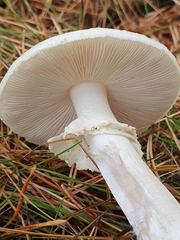 Amanita virosa