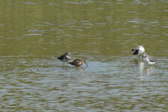 Limnodromus scolopaceus