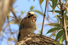 Garrulus glandarius atricapillus